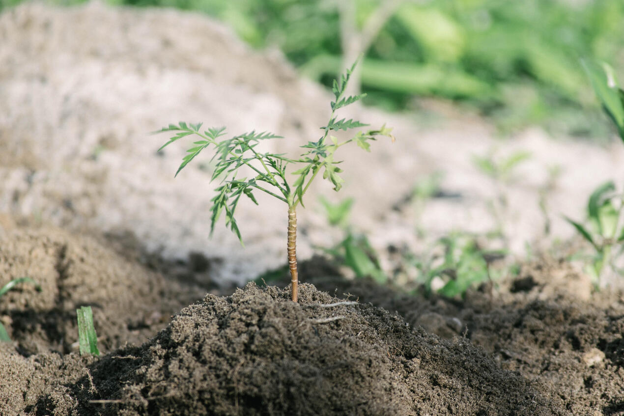 One tree planted